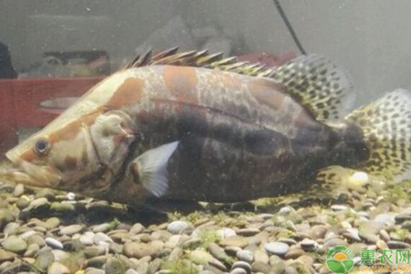 桂花鱼苗10尾左右的什么价格？桂花鱼养殖成本利