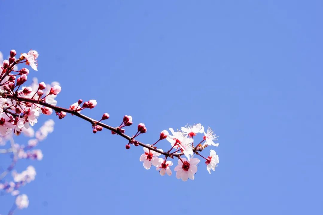 杜甫笔下的春天，一首一个心境，看尽人生哲理-第6张图片-诗句网