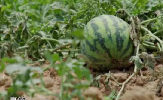 彭昱畅和何炅给西瓜苗浇水，谁注意他脚下的西