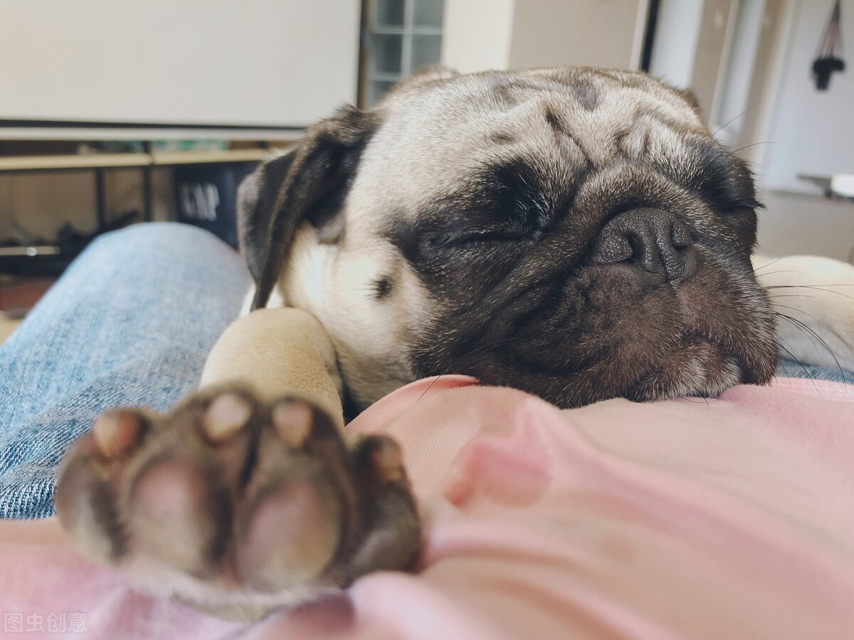 Can A Dog Take A Bath While Having Menstruation