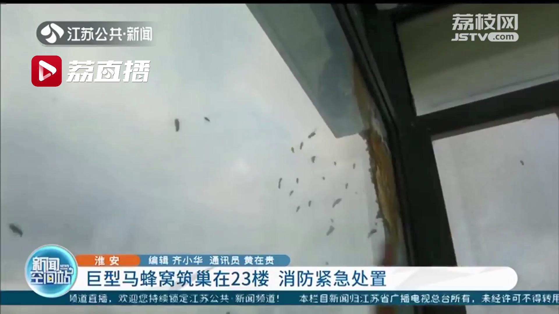 23楼现巨型马蜂窝 淮安消防紧急处置