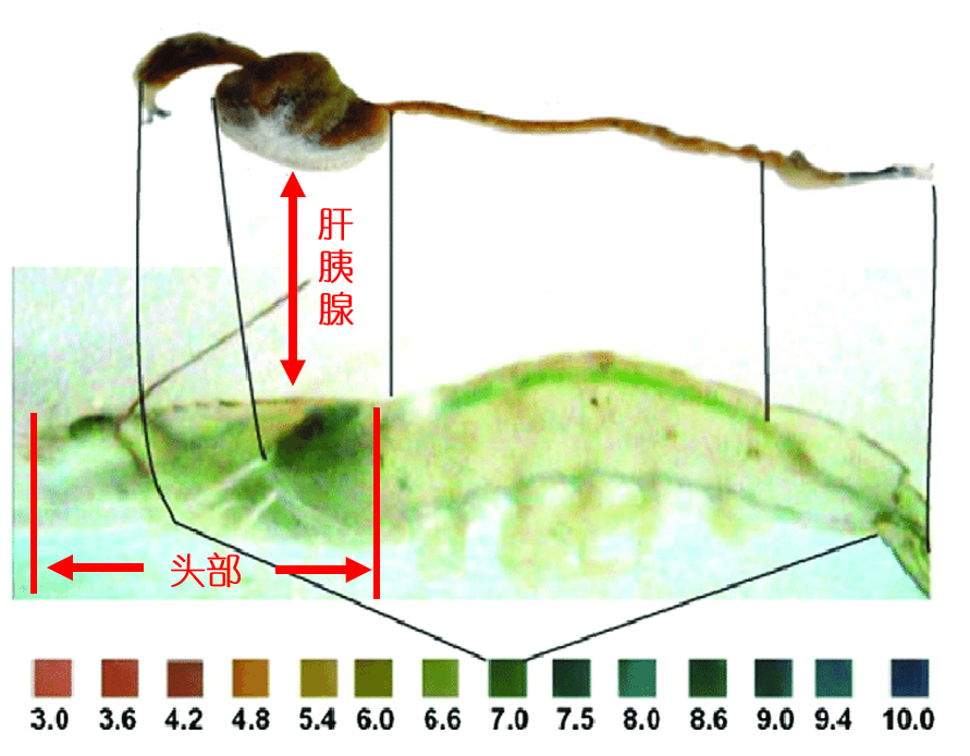 蝦頭里究竟是“蝦黃”還是“蝦屎”？