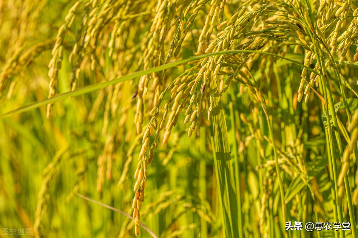 稻谷现在多少钱一斤？国庆前后会上涨吗？2021稻谷价格最新行情