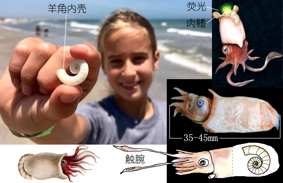 深度解析 章鱼 鱿鱼 墨鱼等软体动物 中 海水鱼类养殖 西南渔业网 丰祥渔业网 永川水花网 水产养殖专业网站欢迎您的光临