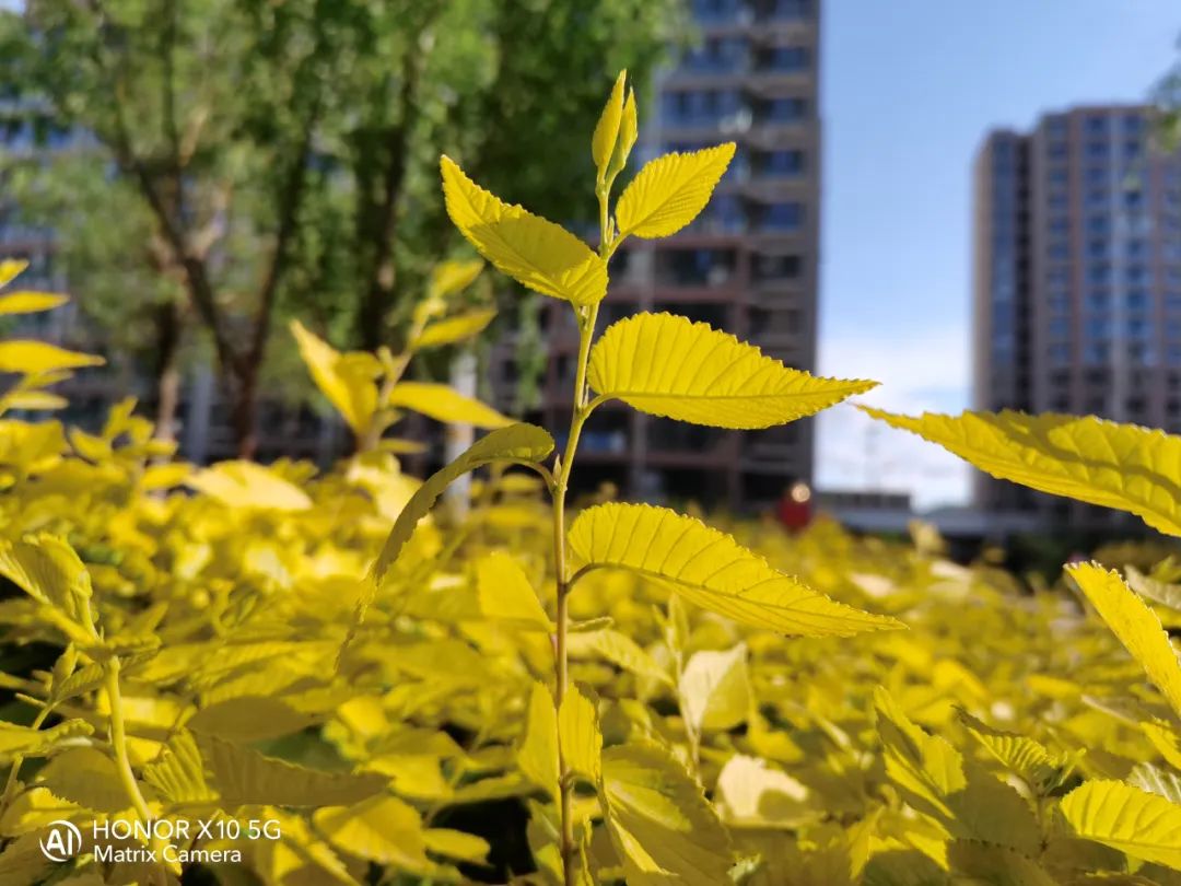 荣耀X10评测 1899元即可拥有越级拍照能力