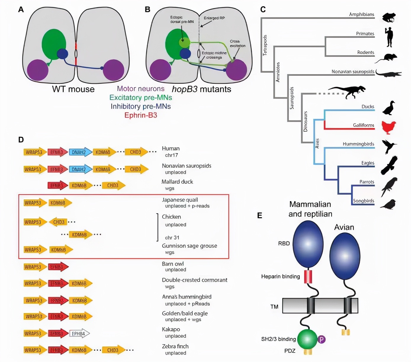 Science Sub-Journal: Genes Reveal The True Answer To The Origin Of Bird ...