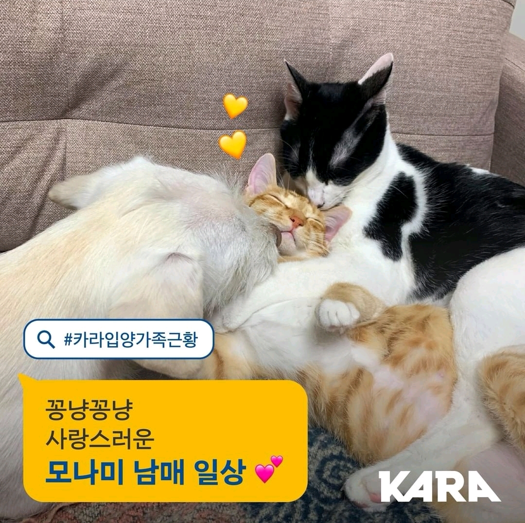 金希澈發言被遺棄動物協會批評：這樣做是把流浪狗趕到死角地帶