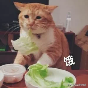 想養大體型的貓咪，這8個品種的貓不能錯過，快看看你知道幾個？
