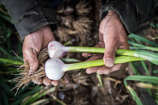 新大蒜上市，价格让人匪夷所思！后期大蒜价格