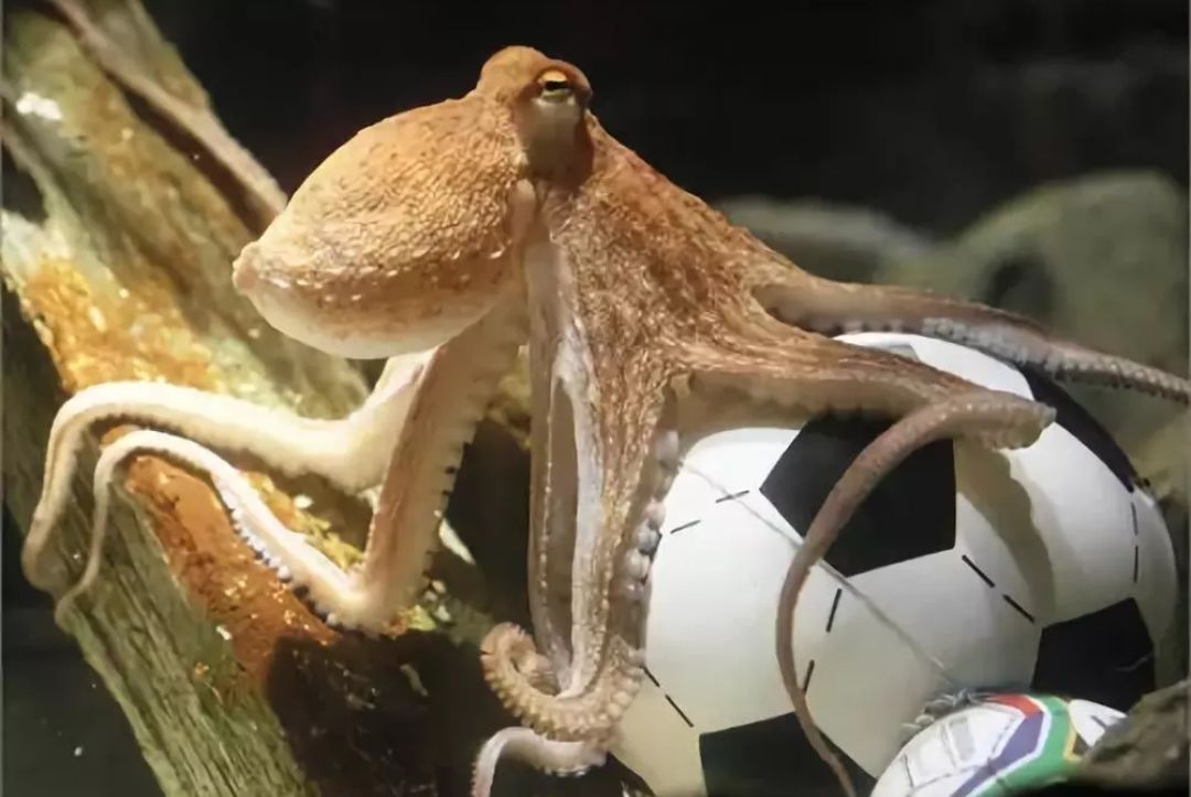 都說章魚很聰明，可為什么章魚沒有比人類，先進化成智慧生物？