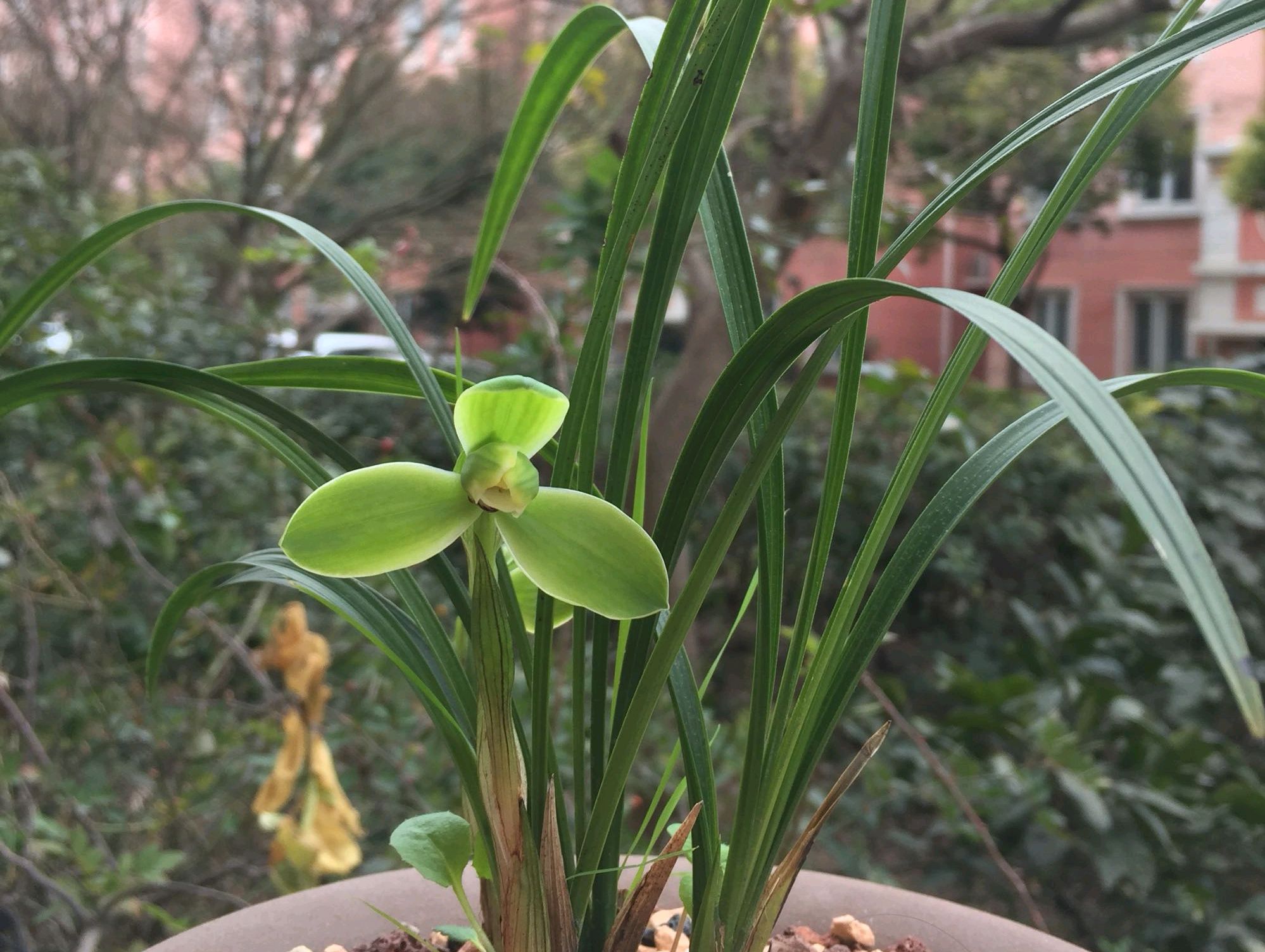 The 3 wonderful points of plant ash to grow orchids, the roots are