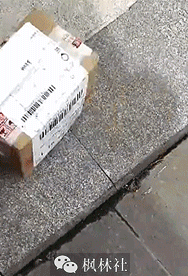 搞笑gif神评:快打开窗,让我进去避避雨