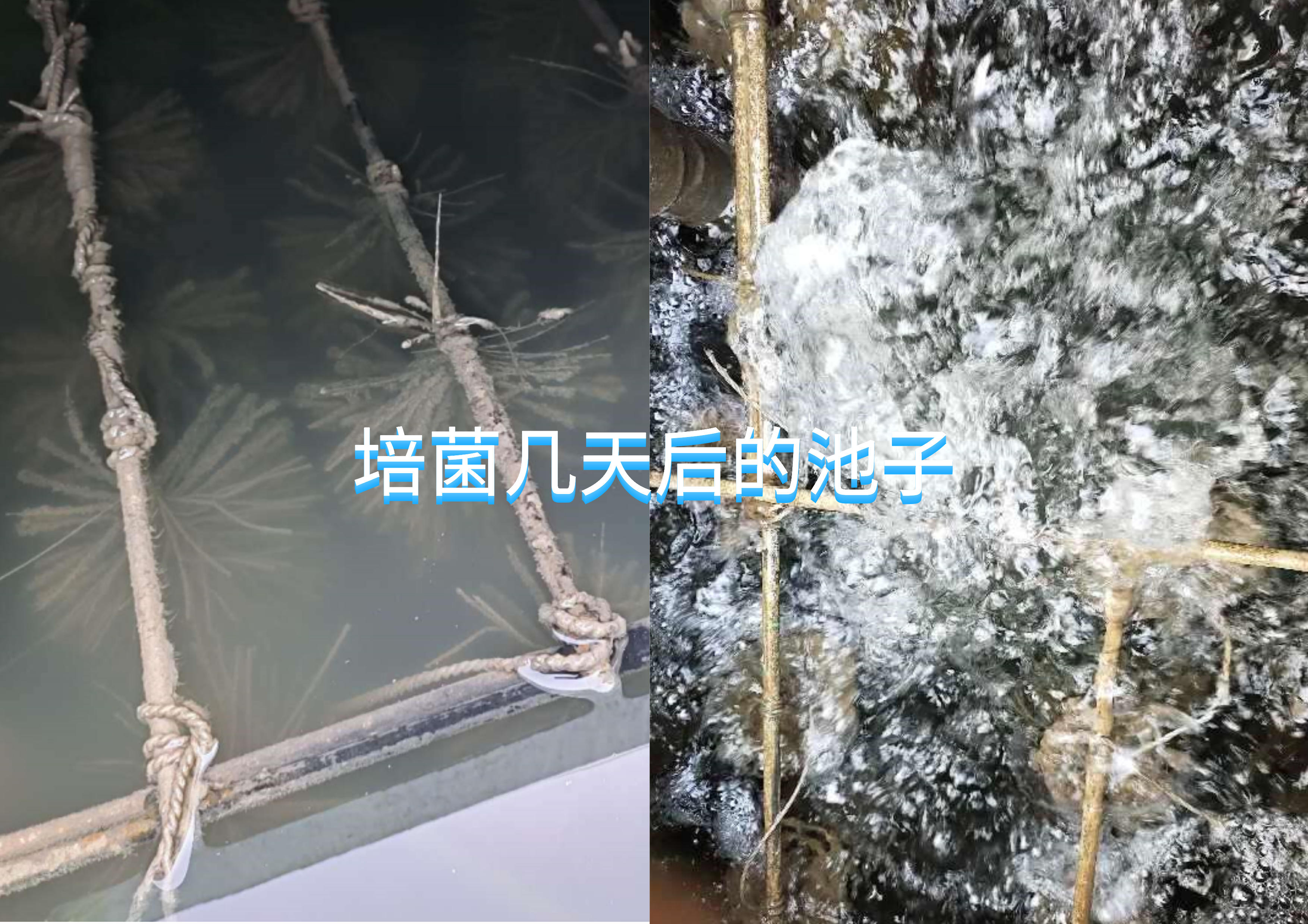 分析生活污水一体化设备系统恢复案例