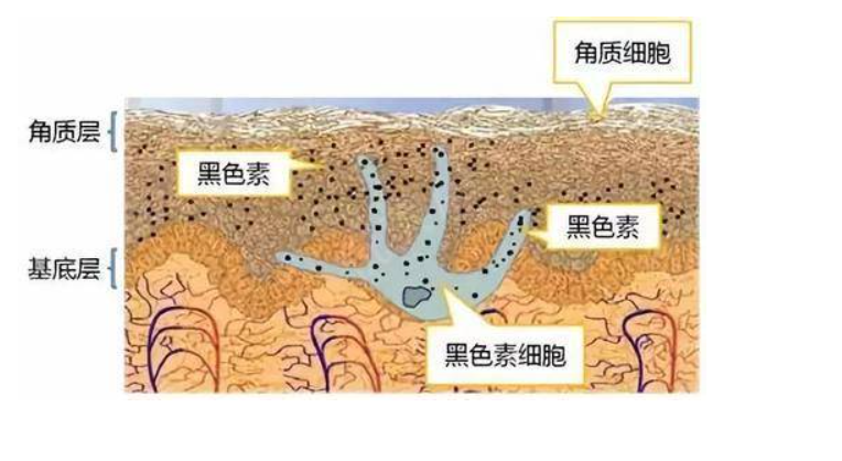 “美白精华”怎么选？只看成分远远不够，赶跑黑色素才是关键