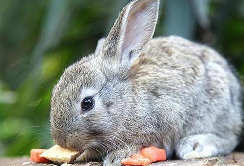 兔子的種類原來有這麽多！有些品種很少見！
