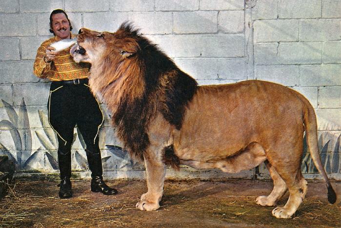 Barbary Lion vs. Bengal Tiger, who is the most powerful fighter on