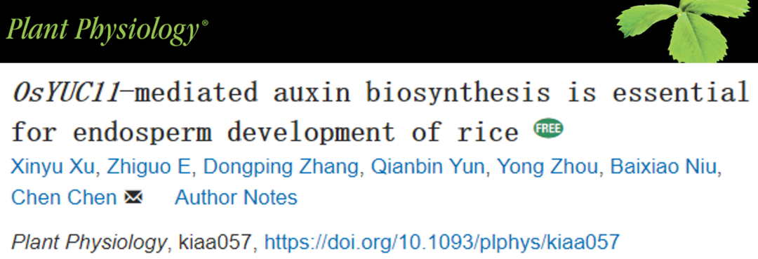 欧易水稻转录因子文库助力扬州大学陈忱教授水稻胚乳发育调控研究