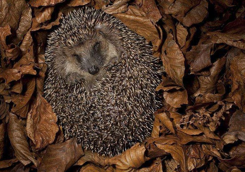 Animals can hibernate without eating or drinking, and it is difficult