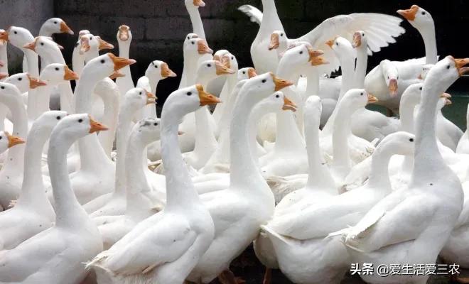 新手想养殖创业，没技术、没本钱，适合养殖什么？