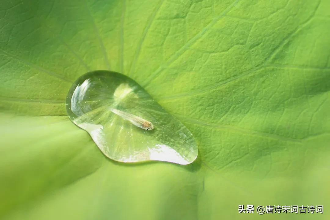 夏雨，少了些含蓄，多了几分莽撞-第6张图片-诗句网