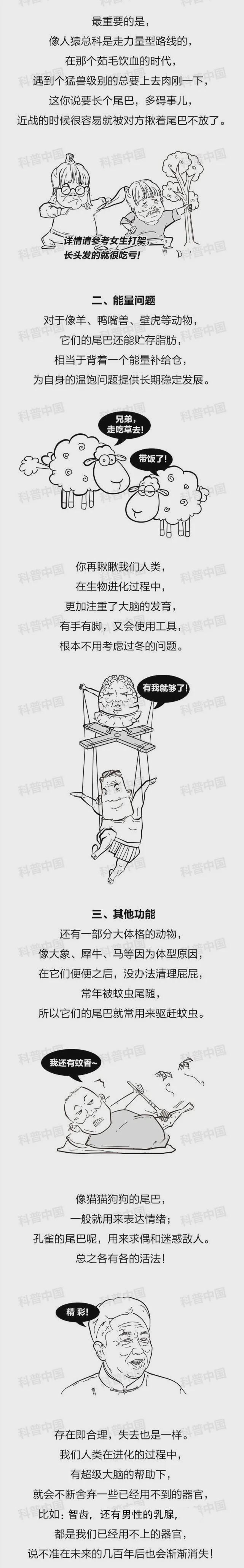 動物長尾巴都是干啥用的？為啥偏偏人類沒有？終于清楚了