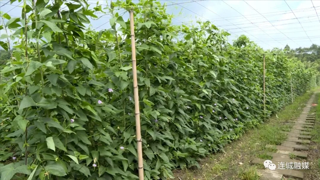 連城塘前：特色農業助力鄉村振興