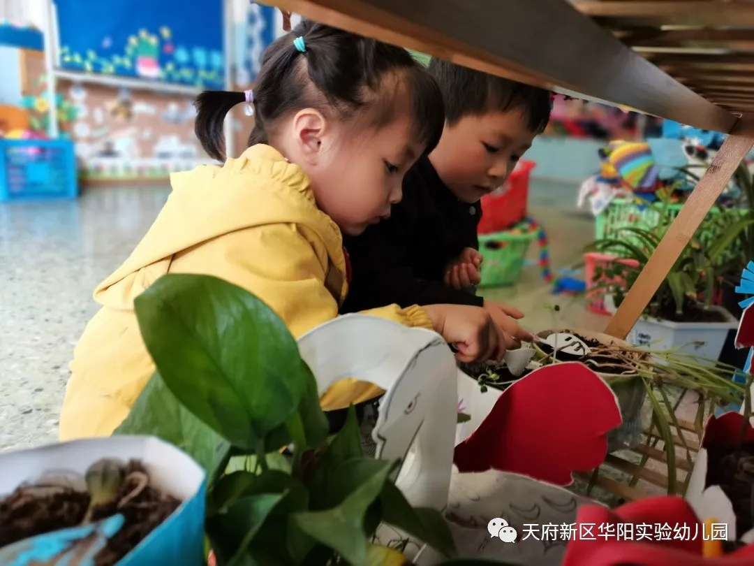 苏醒的种子 萌动的春天丨天府新区华阳实验幼儿园植物育成记