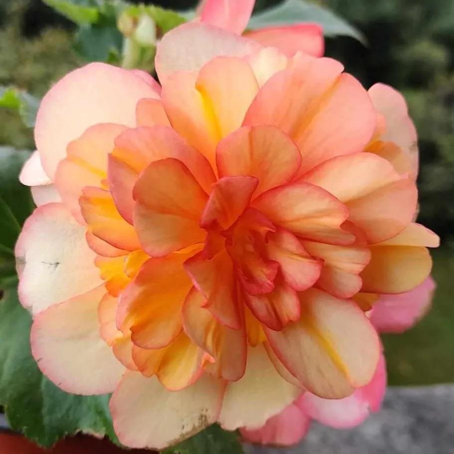 These "unpopular" flowers do not lose to celebrity" flowers, put