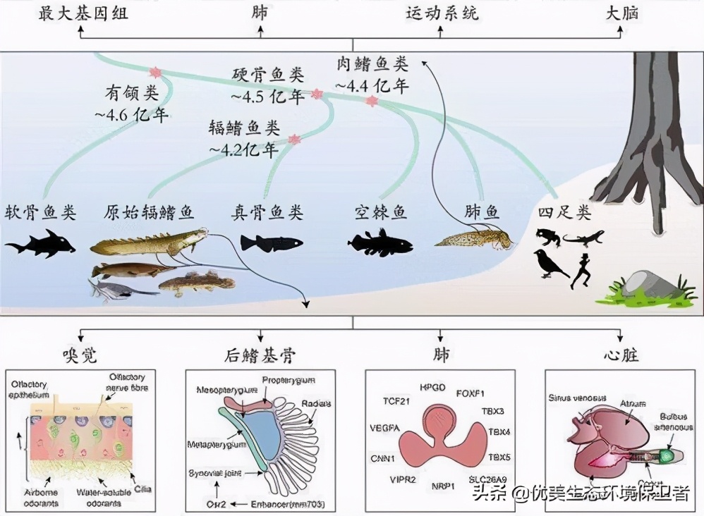 肺鱼作为目前发现的基因组最多的动物 为何智商被人类碾压 优美生态环境保卫者 Mdeditor