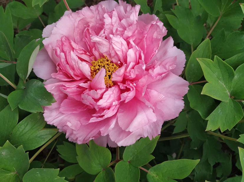 关于国花 牡丹派 和 梅花派 有话说 你觉得哪个合适 资讯咖