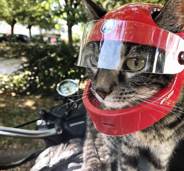 猫咪喜欢兜风，于是主人为它做了各种各样的头盔
