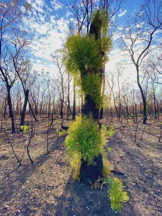澳大利亞山火捲土重來，已燃燒7週，禍根早在4萬年前就已種下