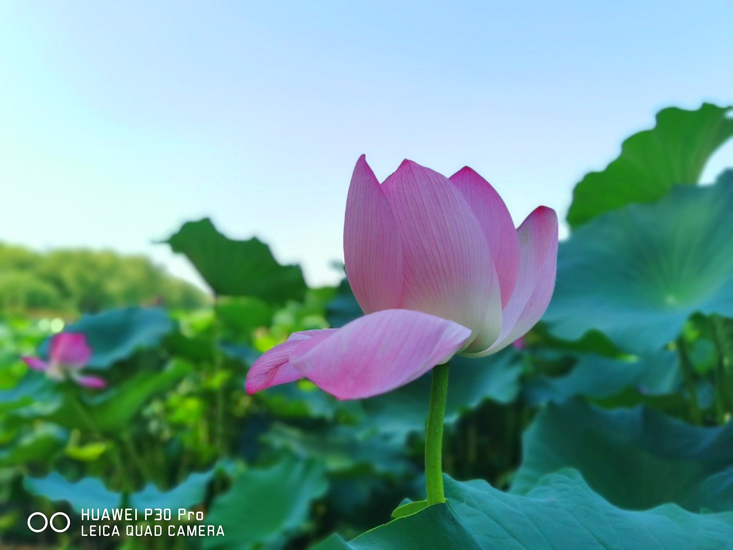 華為P30 Pro再次降價，5X潛望式光變依然可傲視對手
