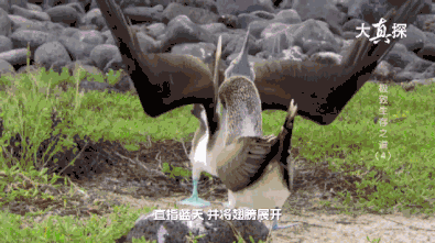 看了这些动物界的“撩妹”高手，我终于知道自己为什么单身了