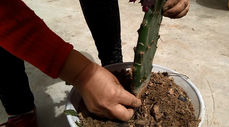 天气暖和后给仙人掌换花盆 花姐往盆里放它们 记得花盆用陶盆 家居 蛋蛋赞