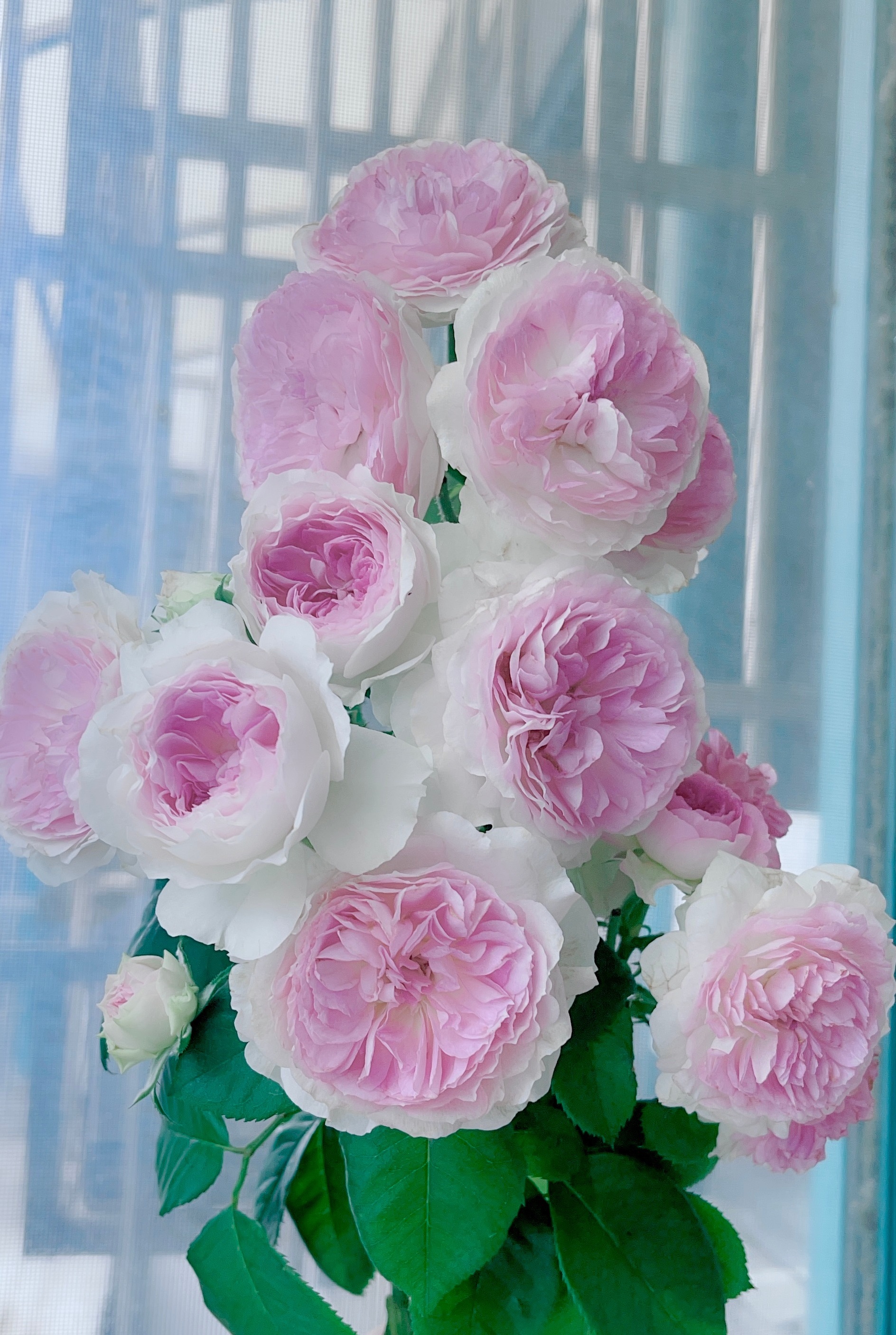 The new Star In The Rose Flower World Blue Moon Stone Which Combines Beauty And Fragrance 