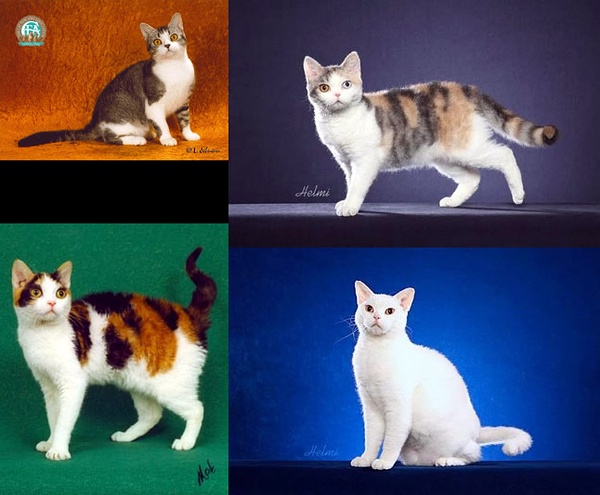 名贵品种猫咪大全（图文素材并赏）
