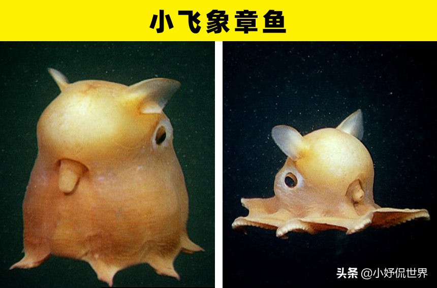 深海100000米以下生物