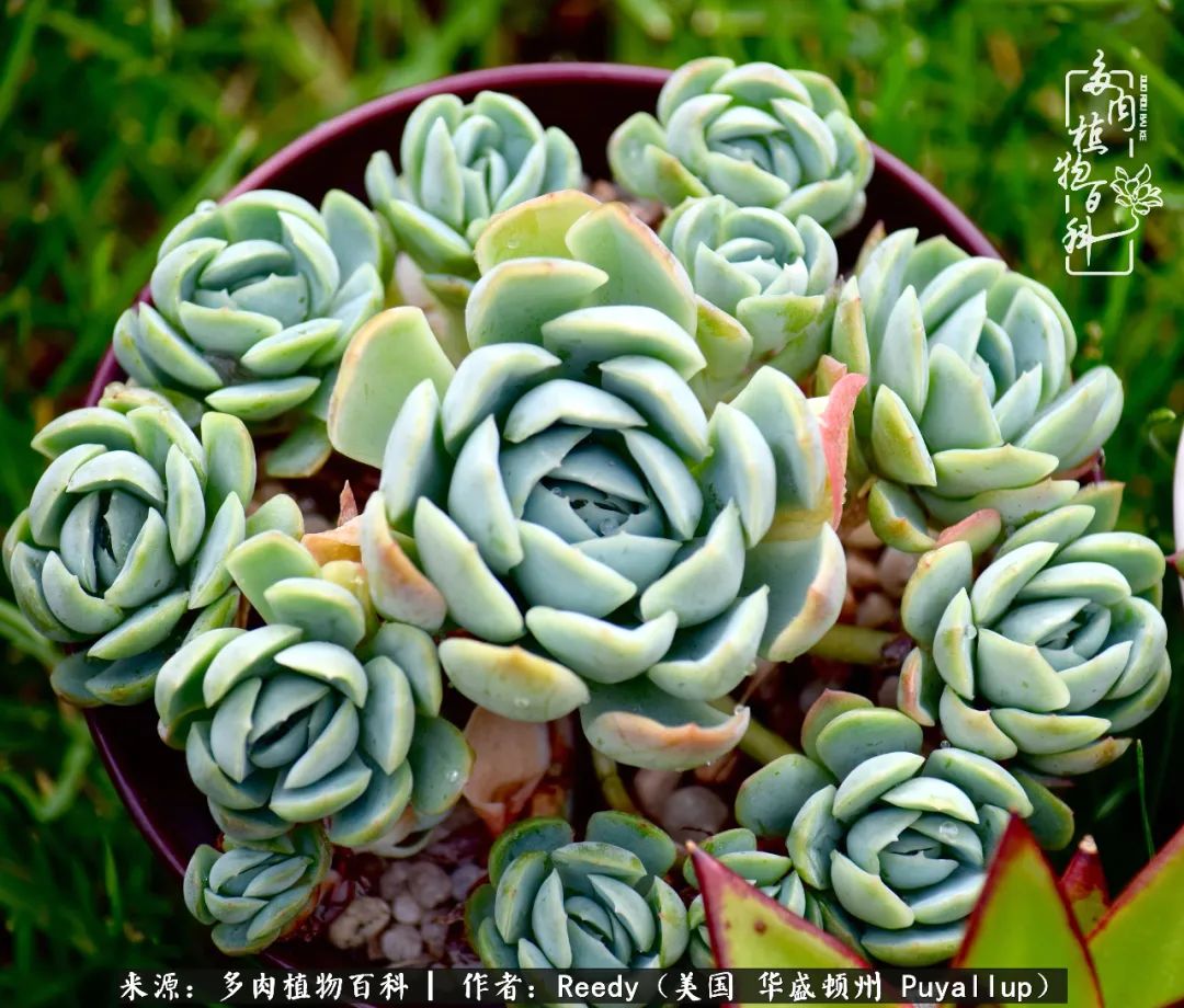 多肉是个 坑 坑坑有惊喜 家居 爆资讯新媒体平台