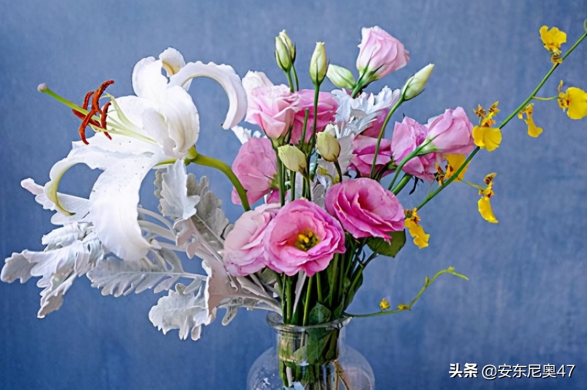 洋桔梗花的花語和傳說 寓意忠貞永恆的愛 永遠不離不棄 安東尼奧47 Mdeditor