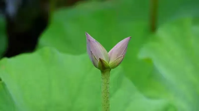 并蒂莲完美绽放!请收好这份来自济南大明湖的好运