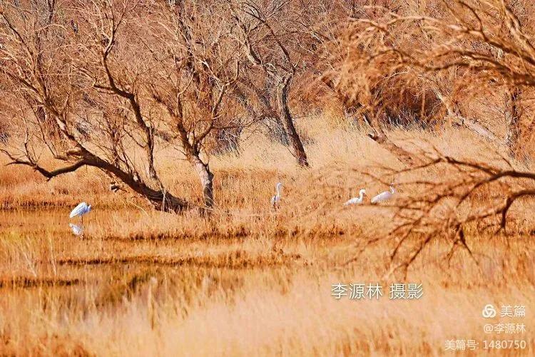 寒烟轻笼，白鹤戏水，民勤石羊河国家湿地公园宛如仙境一般