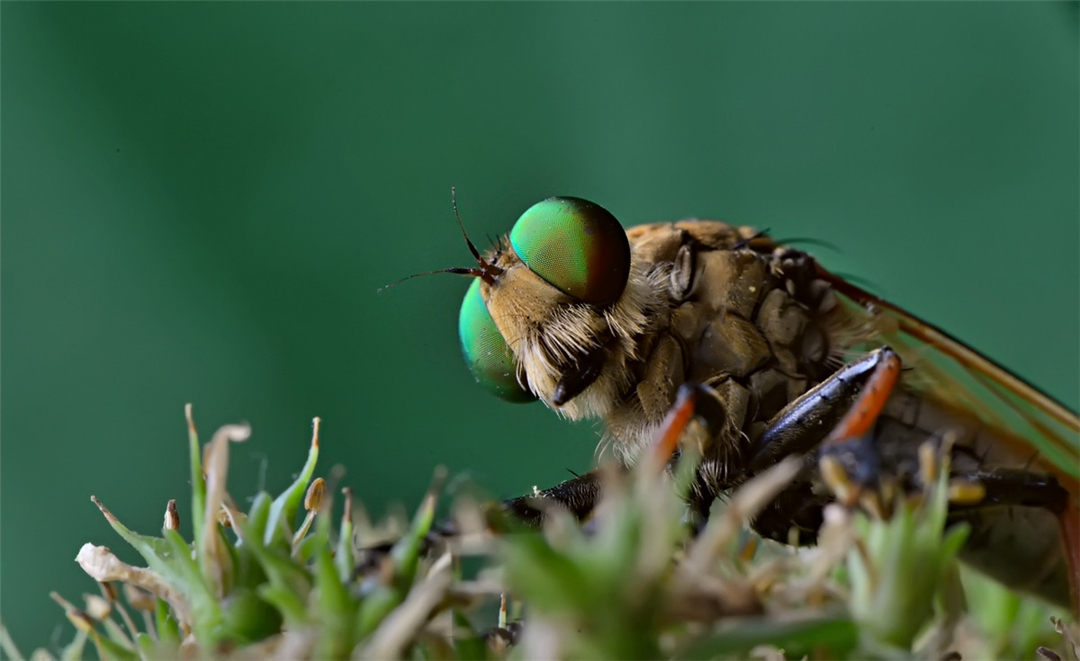 農村常見的昆蟲 人畜都叮還傳播疾病 曬成藥材卻一斤數百元