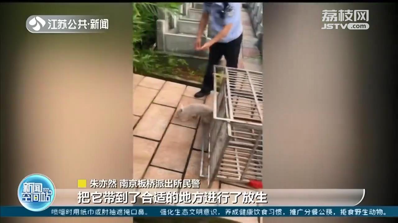 报警！小区里有流浪狗扰民 抓捕！原来是只狐狸