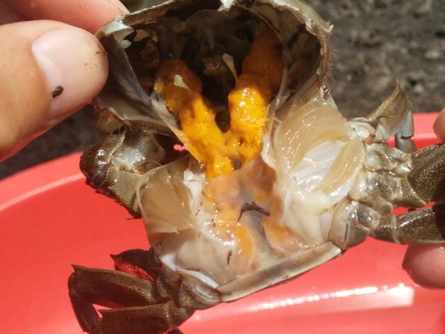 螃蟹出现肝胰腺萎缩怎么回事 螃蟹水瘪子病怎么治