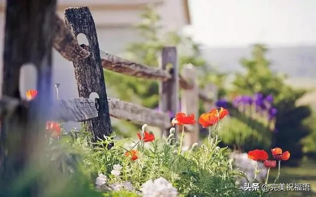 向日葵经历了风雨，站在阳光下更显灿烂；人生尝尽了百味方觉甜美
