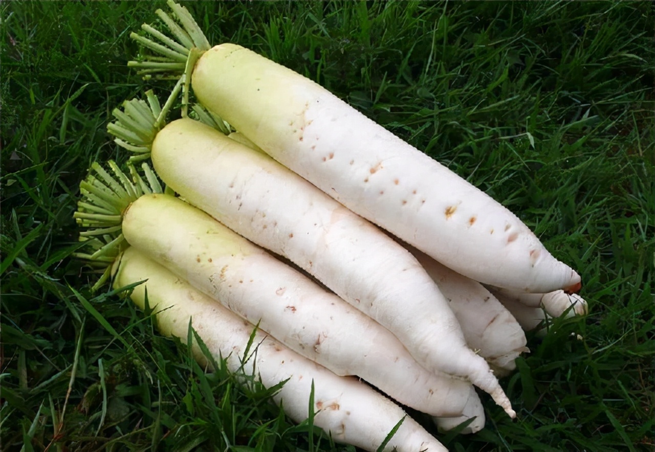 Can't eat white radish for thyroid nodules?If you want to dissipate the