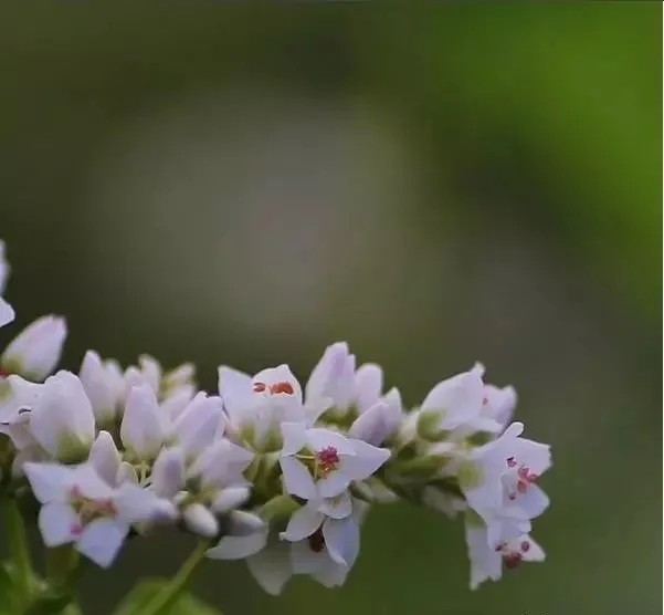 160種· 奇花異草，絕對有你沒見過的！ 「下部分」