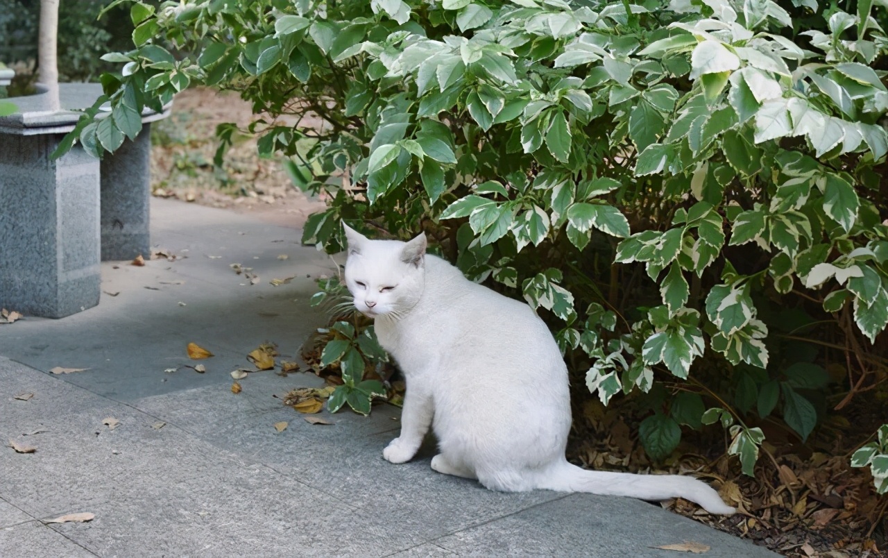 高校流浪猫深夜乱叫，被老师拦在路上教育，猫咪受训的样子太可爱