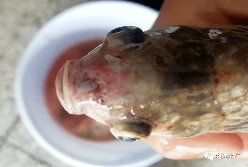 九月白露时节鱼类白露劫之白露瘟的应对防控措施附疑难